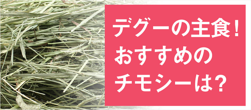 デグーの主食！おすすめのチモシーは？